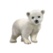 urso
