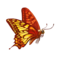 borboleta