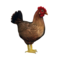 galinha