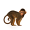 macaco