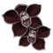 orquídea negra