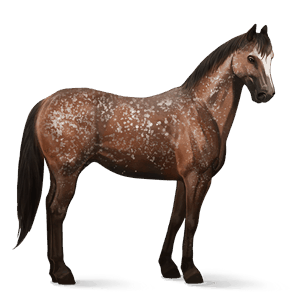 cavalo de passeio appaloosa castanho floco de neve