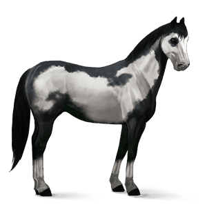 cavalo de passeio quarto de milha castanho escuro