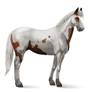 cavalo de passeio quarto de milha castanho sangue