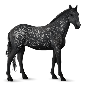 cavalo de passeio trakehner castanho