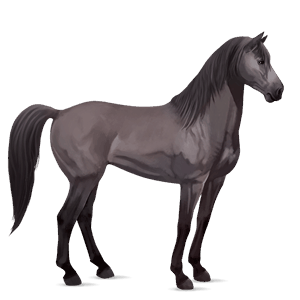 cavalo de passeio tennessee walker castanho sangue