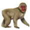 macaco-japonês